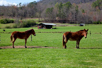 Spring in Hayesville and Tusquittee Valley, March 21, 2012