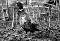 Chinese Ringneck Pheasant on a Farm on Pelee Island