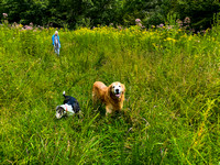 2020-009-10 Buck Creek dogwalk and wildflowers. iPhone photos