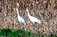 Visiting Whooping Cranes, Dec. 23, 2011