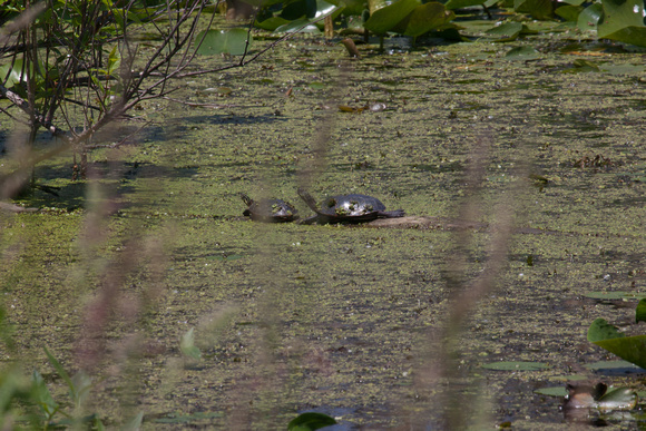 Turtles in Kuehnles Wildlife Area