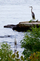 Assorted Cranes, Herons and More, July-August, 2011