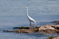 Egret on the East Shore of Middle Bass Island